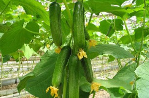 跨界果蔬“水果黄瓜”　是水果还是蔬菜？