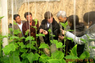 澳大利亚蔬菜人员来基地指导蔬菜生产