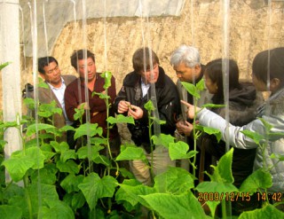澳大利亚蔬菜人员来基地指导蔬菜生产