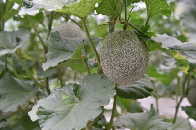 网纹瓜
